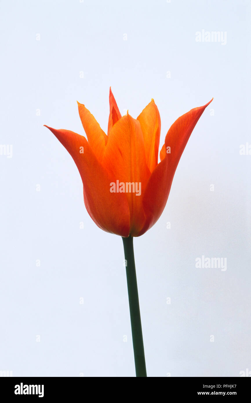 Tulipa "ballerina", rosso-arancione flowerhead su sfondo bianco Foto Stock