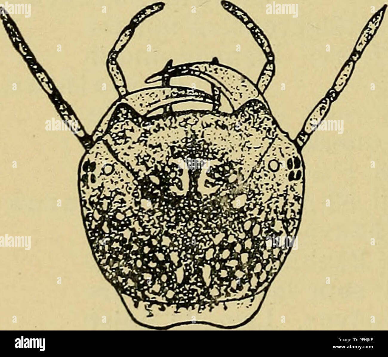 . Danmarks fauna; illustrerede haandbøger su den danske dyreverden... 218 6V2 mm langt og mindre estremità 6V4 mm bredt. Laengde 48 mm 6. 5. Langs Kroppens Midte en meget tydelig gul- brun Laengdelinie med mørkebrun Siderand. 3. marginalis. Den lisare Midtlinie mangler eller er kun højst utydelig 4. circumcinctus. 6. Langs Kroppens Midte en meget tydelig gul- brun Laengdelinie med mørkebrun Siderand. 5. circumflexus. Den lisare Midtlinie mangler eller er kun højst utydelig 6. lapponicus. 1. D. latissimus L. De staerkt kitiniserede dele af Kroppen brune. Langs Ryggens Midte en ca. 1 mm allevati, gul eller gulb Foto Stock