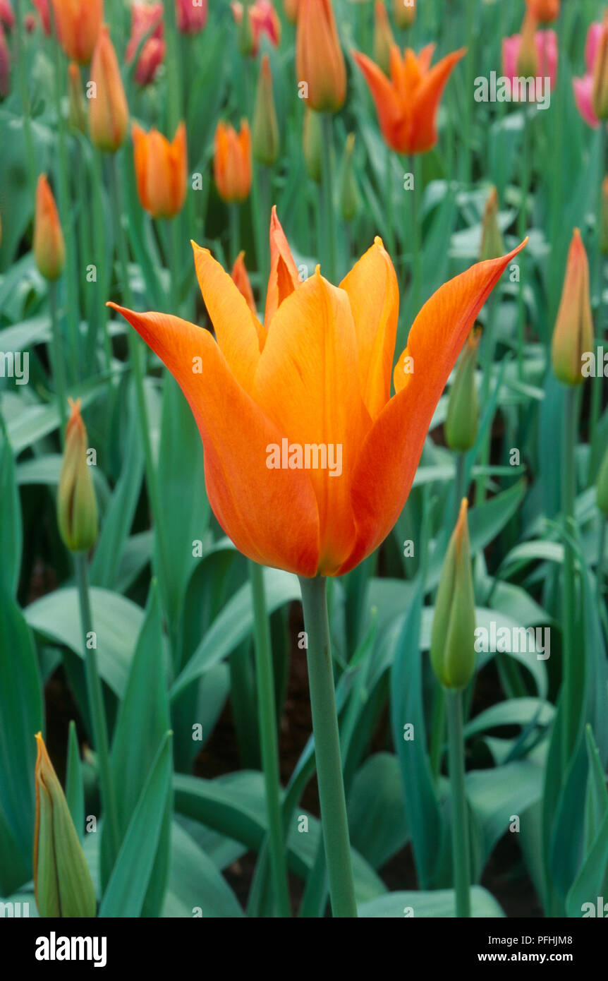 Tulipa "ballerina", rosso-arancione flowerheads, close-up Foto Stock