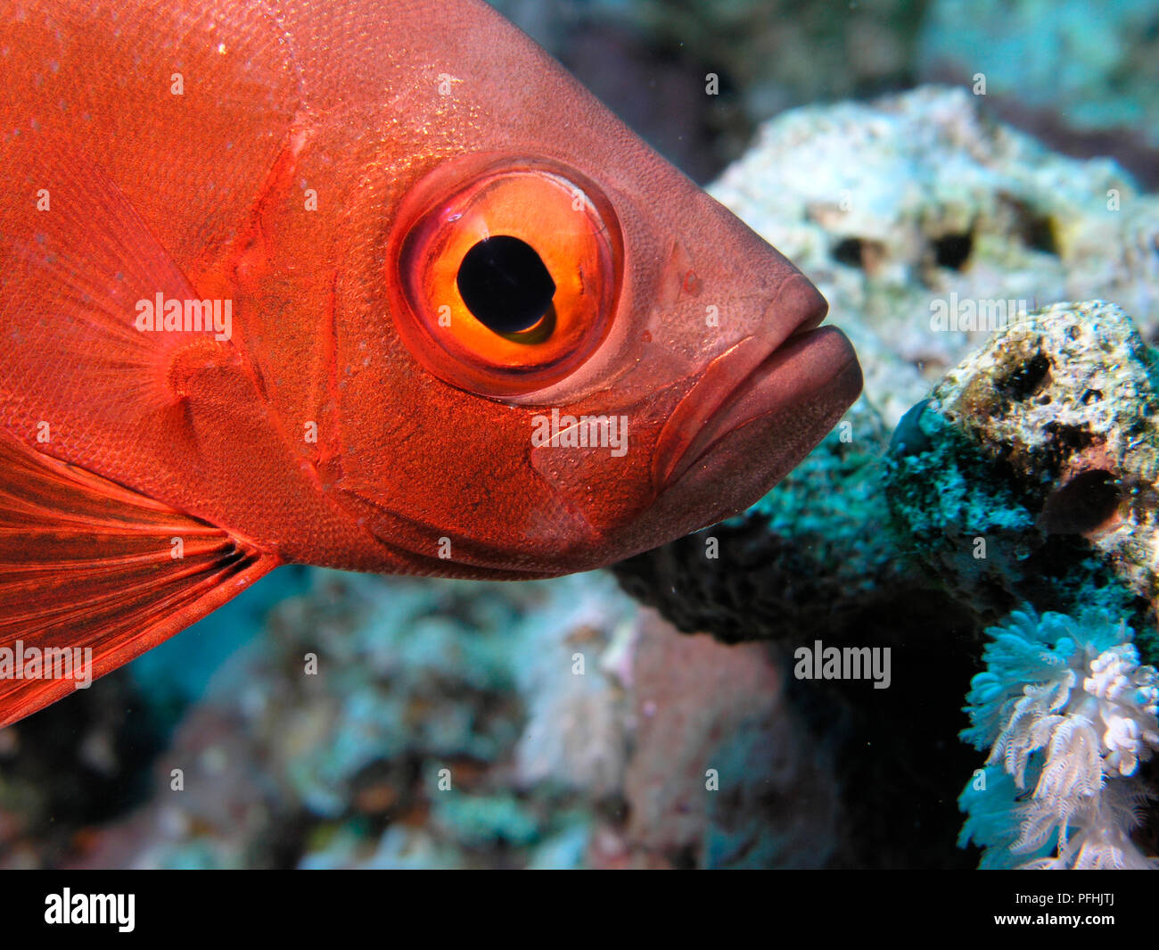 Egitto, Mar Rosso, un rosso Tonno obeso Pesce (Priacanthus arenatus) subacquea, close-up Foto Stock