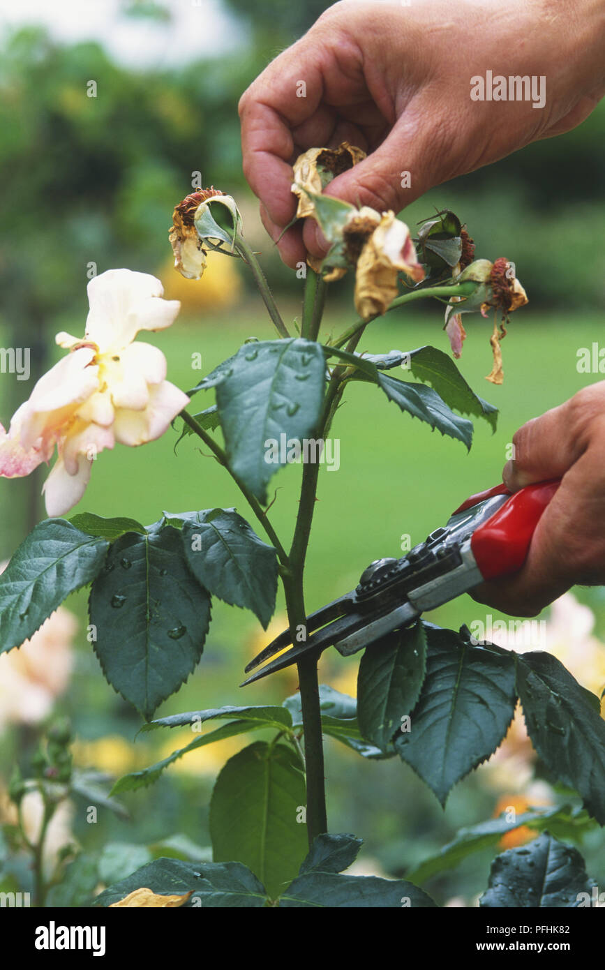 Utilizzando secateurs a potare un Floribunda rose Foto Stock