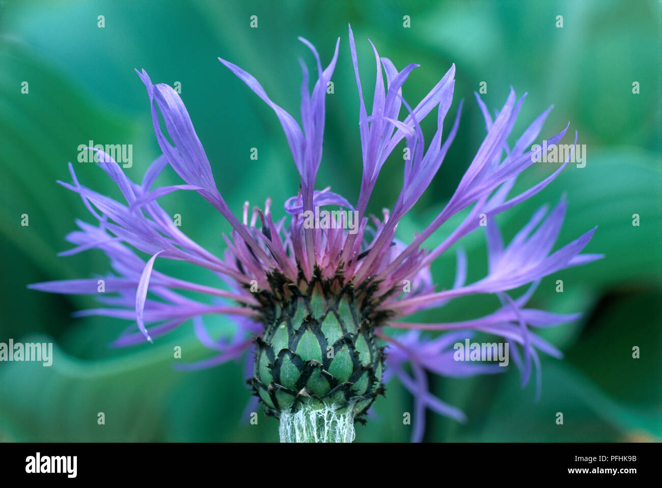 Centaurea montana (fiordaliso di montagna), viola e blu fiore testa, close-up Foto Stock