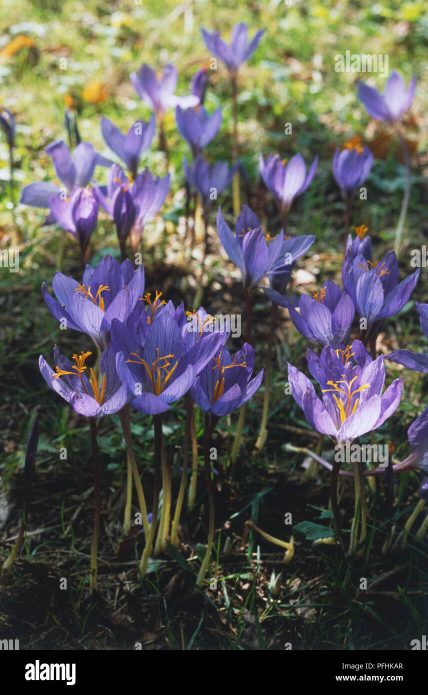 Crocus speciosus, fiori sulla lunga e stretta, steli, close-up Foto Stock