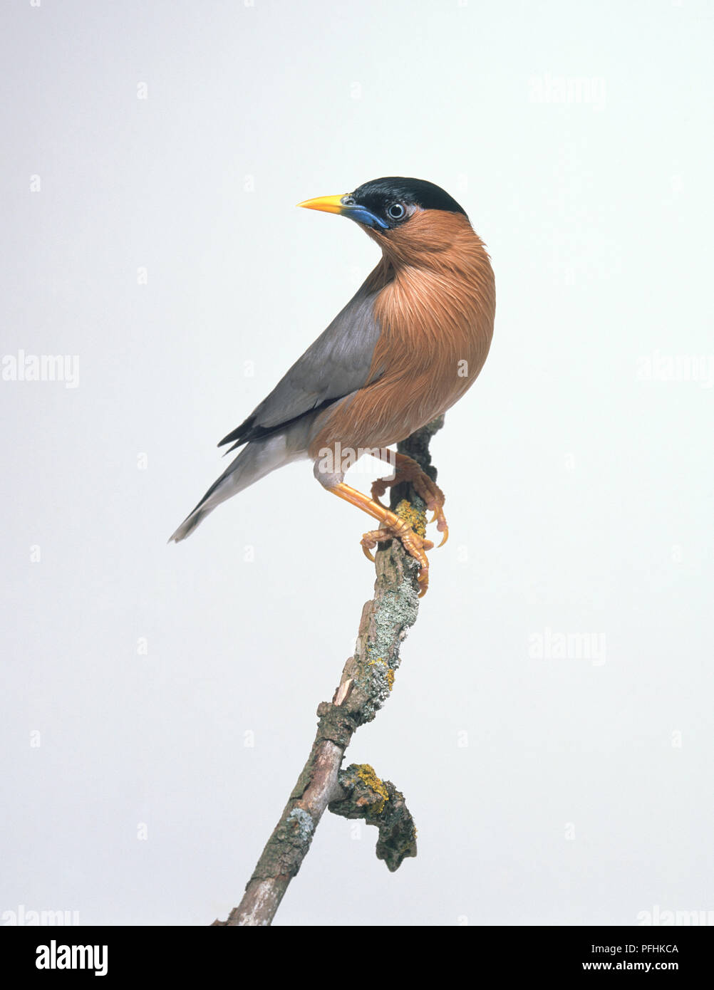 A testa nera starling (Sturnus pagodarum) appollaiate su un ramo, guardando lontano Foto Stock