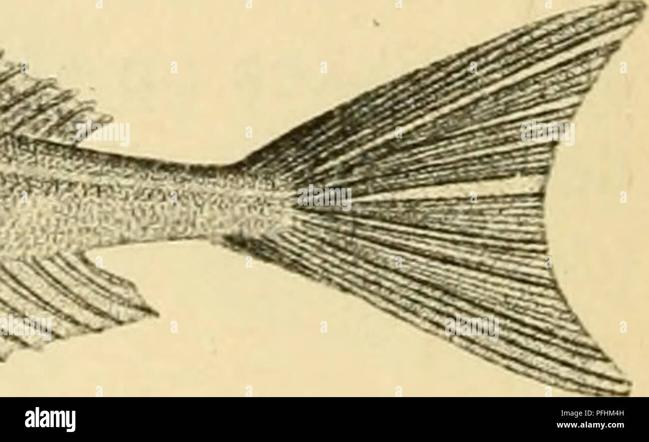 . Danmarks fauna; illustrerede haandbøger su den danske dyreverden... ^^^^^sn:^-. Fig. 34. Graa Knurhane. (Efter Zoologia danica). Farven er meget vekslende i Almindelighed mørkegraa paa Ryggen og paa Siderne, med en lys Stribe langs lato- linien, og lys Bugen paa. Kønsforskelle: Panden mellem Øjnene bredere hos Hannen fine hos Hunnen; Hannens Hoved lavere fine Hunnens, hvis Pande derfor er stejlere; Bugfinnerne naar hos den gli adulti Han naesten til Gattet, hos Hunnen langtfra asa langt. Ri8-9; R2I9-20; G17-21; Br 11 + 3(frie); Bul + 5; Hx+ 11 +x. Ved Frankrigs Kyst skal den graa Knurhane kunne b Foto Stock