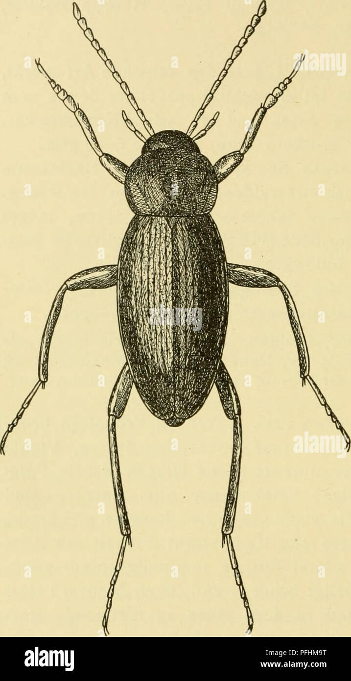 . Danmarks fauna, Biller. Coleotteri. 78 4. Ch. oblonga Latr. (Intermédia Kraatz) (Fig. 36). Yderst naer beslaegtet med den foregaaende arte, fra hvil- ken den adskil- ler sig ved de i Oversigten un- givne Kende- maerker. Farven gulbrun, Hoved og undertiden Pronotum noget mørkere. Laeng- de 5-6 mm. (^: Bagbene- nes Hofteringe hulmejselforme- de eller spidse og seglformet indadkrummede (Fig. 35, 2 og 3). Bugleddene uden Indtryk. IMuldvarpere- der,sjaelden,uomini rimeligvis meget udbredt. Valby, Bistrup Enge, Donse, Hillerød (20/3); Lundby Krat, Vang Skov, Randers. Ofte targetzone ved Aften- ketsning, f. Eks.. F Foto Stock