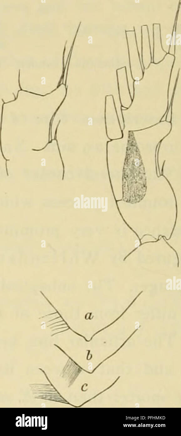 . Il danese Ingolf-Expedition. Spedizioni scientifiche; Oceano Artico. Text-fig. 47. Eucliate glacialis H. J. Hansen, a-c. f9. Laterale sinistra in comer tliree esemplari; più setae assente X 18. d-e. f9. Pes ho dext. in anteriore e la vista posteriore X 57- f-- frf sinistro angolo laterale X è. g. fcf. Pes V Ri peccato. in vista interna, h-i. Yc?-9 Stadio (V). Addome X 16. j. Yc? (St. V). Furca X 18. k. Yd" (st. V). Pes V X 33- 1-m. Ytf-9 (st. IV). Addome X 16. n. Ycf (st. V). Pes V X Sg. Pes mi ha la articolazione tra il Re I-II meglio sviluppata rispetto alla femmina, ma la Se di Re mi viene voglia; th Foto Stock