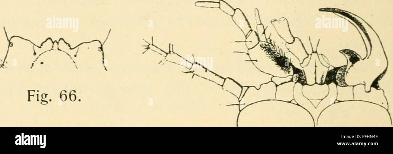 . Danmarks fauna, Biller. Coleotteri. Fig. 66 Fig. 68. Fig. 66. Carabus cancellatus. Mundskjoldets Forrand. ^'^n. Fig. 67. Larve af Carabus cancellatus. Vi- Fig. 68. Carabus cancellatus. Munddele fra Undersiden. Fig. 67. Den ene Kindbakke, Kaebe og Føler udeladte, ^o/i. bakkerne, Led andet en halv pista laengere fine første, Led tredie lidt laengere fine første. Kindbakkernes Tand lidt bredere fine Spidsen. Kaebepalpernes Led andet halvt asa langt første som, tredie lidt laengere fine andet. Dobbelt Laebepalperne asa lange som Stammen, Led andet ubetydelig kortere fine første, køUedannet, med indskaaret Spid Foto Stock