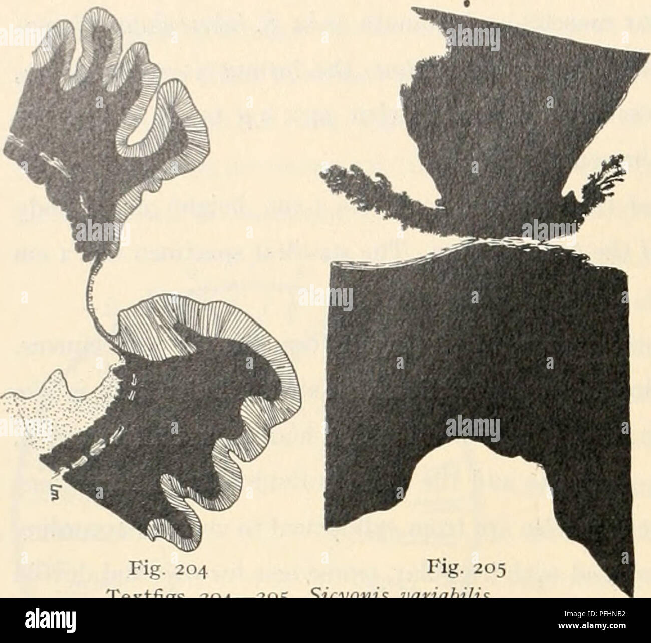 . Il danese Ingolf-Expedition. Spedizioni scientifiche; Oceano Artico. 220 ACTINIARIA. Fig. 204 Fig. 205 Textfigs. 204-205. Sicyonis coenobita. Fig. 204: sezione longitudinale dell'apice di tentacoli. Fig. 205: sezione trasversale della base del mesenterio con basilar muscoli. La disposizione del mesenteries ricorda che di S. ingolfi e tuherculata ma è più irregolare. Al fine di accertare, ho esaminato una intera spec- imen e metà due esemplari. Il textfigure 206 .-1, B mostra la disposizione della mesenteries, ciascuno in una metà di due campioni, il textfigure 207 che della Foto Stock