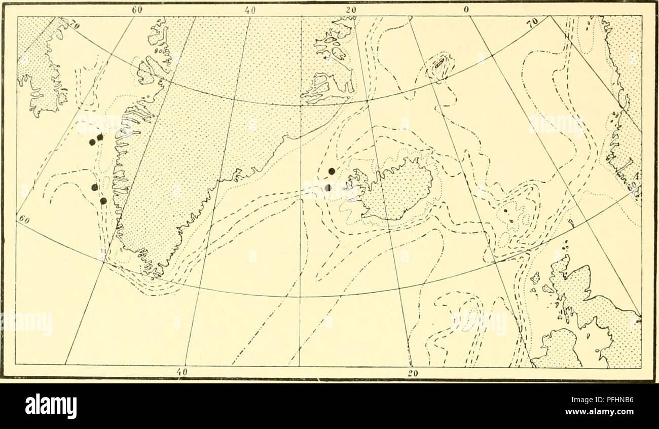 . Il danese Ingolf-spedizione. Animali marini; animali marini; idrografia; idrografia; spedizioni scientifiche. 8o HYDROIUA II. 2OOO m. 2 00 m 6 oo m | ooo m. Fig. XLI. Reperti di Aglaophenopsis cornuta nel Nord Atlantico. sarcothecae, che tuttavia sono qui generalmente un po' più piccolo rispetto a quello del hydrocladia. Il gono- theea è ben sviluppato di un labbro superiore che non appare chiaramente da Nutting di illustrazione e descrizione. Esso è a cupola fortemente in avanti, in modo che l'apertura diventa rivolta verso il basso e verso la base. Aglaopliawpsis cornuta è un tvpical specie di acque profonde che ha solo io Foto Stock