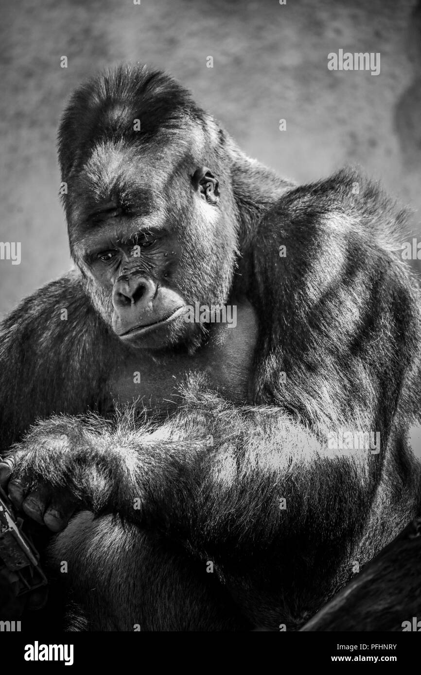 Gorilla Silverback Foto Stock