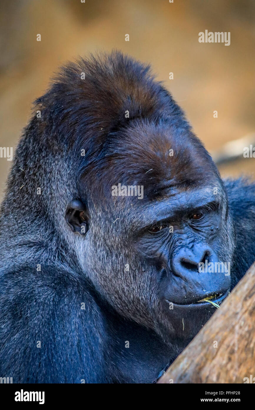 Gorilla Silverback Foto Stock