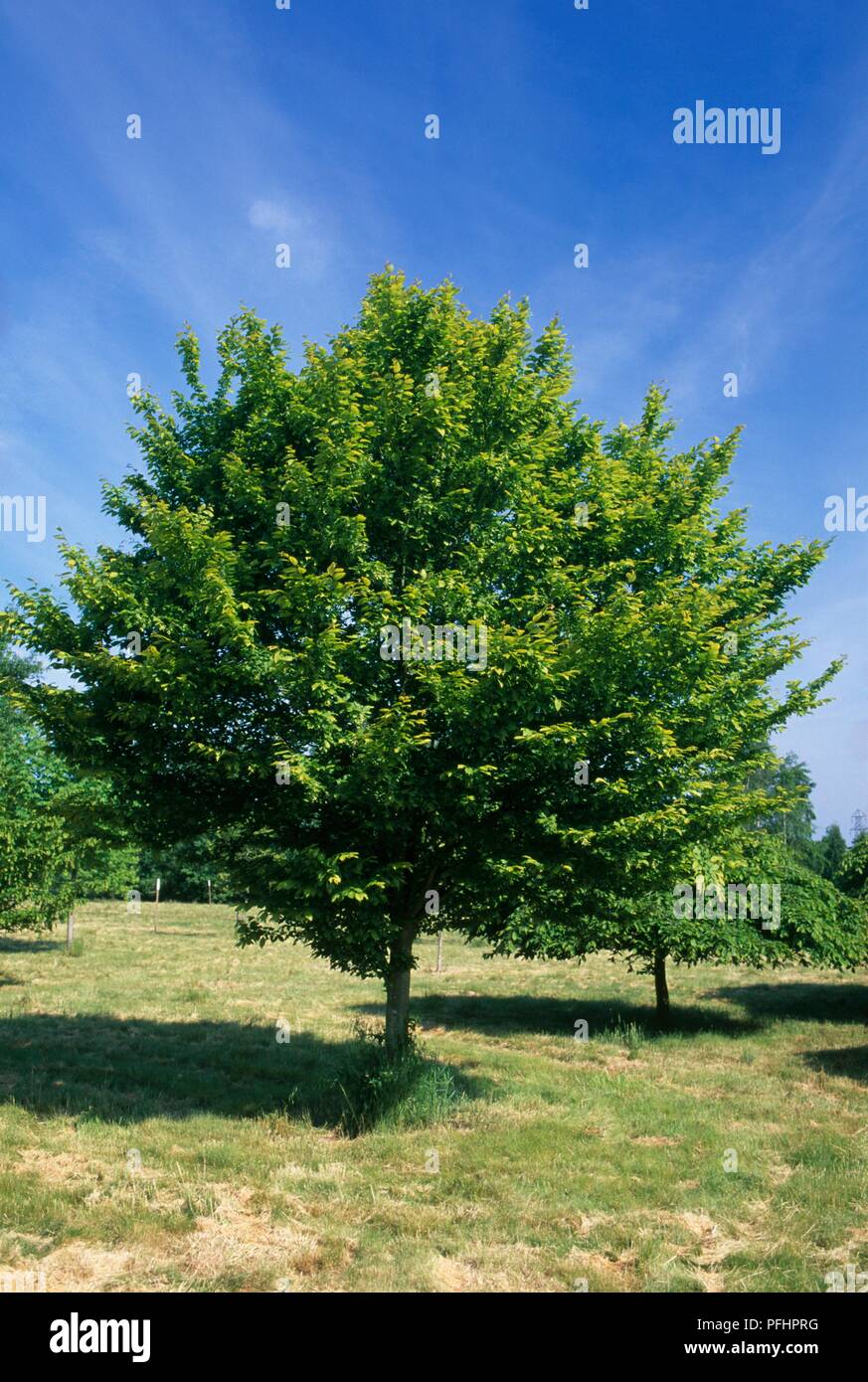 Carpinus betulus 'Variegata' (carpino), un albero con il fogliame verde Foto Stock