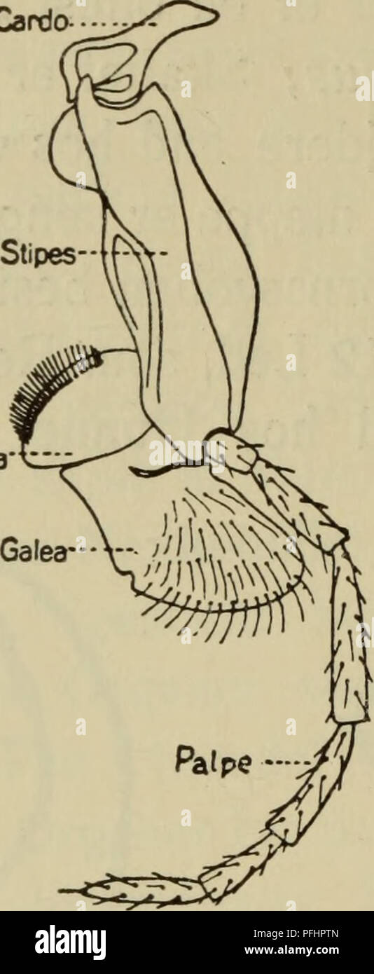 . Danmarks fauna; illustrerede haandbøger su den danske dyreverden... 8 Cardo- Lacinia-t:. de er spinkle, og Kaebepal- perne, der højst er 6-leddede, er som Regel udviklede bedre end de højst 4-leddede Laebe- palper. Ho Forkroppen indgaar der foruden de saedvanlige tre Brystled, Forbryst, Mellem- bryst og Bagbryst (pro-, meso- og Metathorax), yderligere det forreste Bagkropsled, der suo kaldes Epinotum*). Prothorax er kun lille og bestaar af pro- notum og Prosternum, det baerer det forreste Par spi- rakler; Mesothorax og Meta- torace hvert bestaar af Tergit, Epimerit, Episternit og Stev- num, uomini Foto Stock