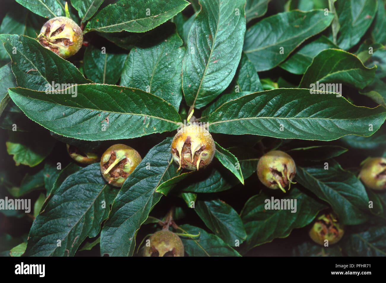 Mespilus germanica (nespola), frutta in mezzo alle foglie di forma oblunga, close-up Foto Stock