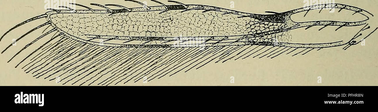 . Danmarks fauna; illustrerede haandbøger su den danske dyreverden... Fig. 20. Parthénothrips dracaenae. Hoved og Prothorax. (Efter Ahlberg). tur. Øjnene er staerkt fremstaaende, Kinder runde. Er Følehornene syvleddede, stilo altsaa enleddet. Kaebepalpe toleddet. Prothorax har paa Baghjør- nerne en kraftig, vinget Børste. Vingerne (Fig. 21) er lange og brede, med en Laengderibbe, der er. Fig. 21. Parthénothrips dracaenae. Forvinge. (Efter Ahlberg). forsynet med Børster ho peccato hele Laengde, per- randen uden Frynser. Leva lama paa; kan springe. Larvernes 7. Følehornsled er meget langt, Krop og- Foto Stock