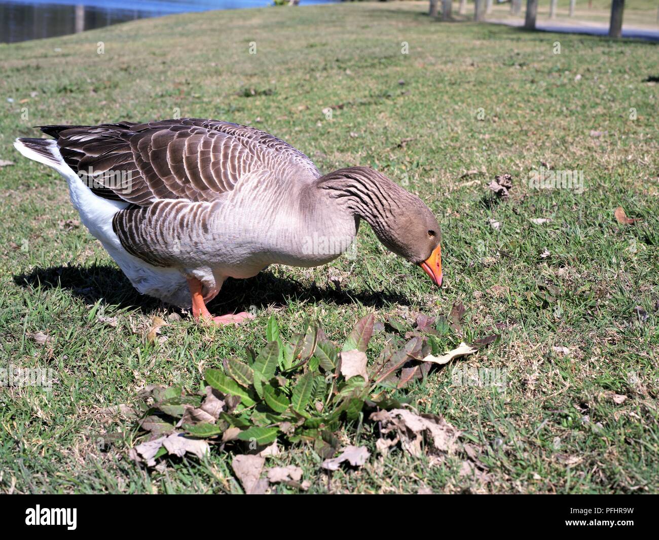 Graylag oca in parco urbano. Oca in Australia con bolletta Orange e arancione o rosa gambe. Nome scientifico Anser anser. Foto Stock