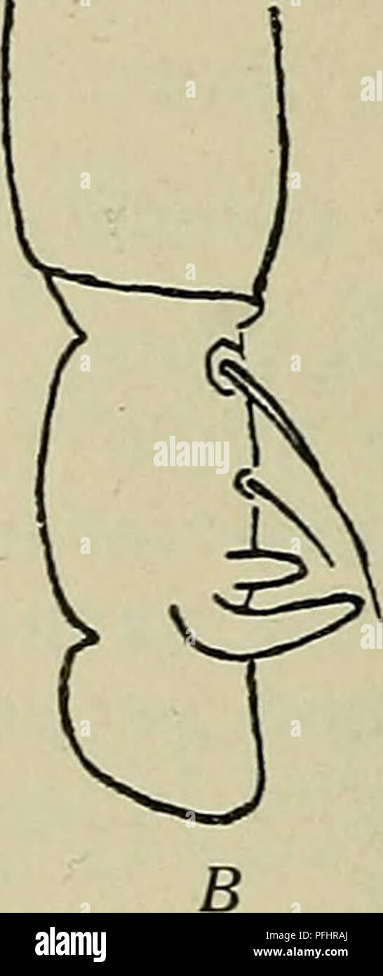 . Danmarks fauna; illustrerede haandbøger su den danske dyreverden... . Fig. 14. Un Aeolothrips fasciåtus. B Ae. astutus atricornis. Spidsen af Forfoden. pen er meget smal ved base, derefter meget udvidet, mod Spidsen igen staerkt smalnet. Hos formå aptera, den vingeløse, er naesten Pterothorax lige asa smal Prothorax som. Størrelse 1,5 mm. cJ lysebrun eller graabrun med pigmento rødt ho Ptero- torace og med de forreste (2 a 4). Bagkropsled hvide. Følehornenes a Led første er ikke altid hvide, uomini ofte graabrune, lysest er Spidsen af andet og første Halvdel af tredje Led. Vinger mangler. Udbrede Foto Stock