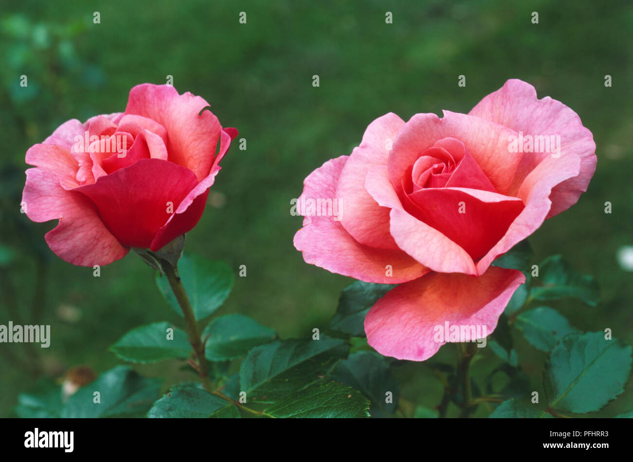 Rosa "Aloha", fiori di colore rosa, e lucide foglie verdi, close-up Foto Stock