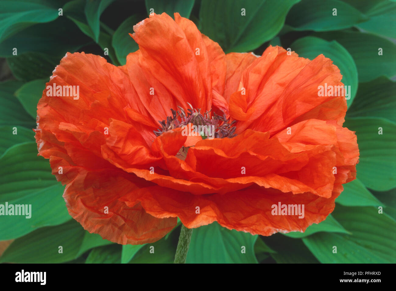 Papaver orientale "bagliore arancione", Testa di fiori e foglie verdi, close-up Foto Stock