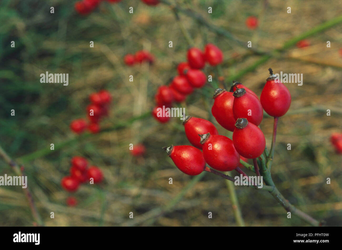 Rosa canina, rosso hips, close-up Foto Stock