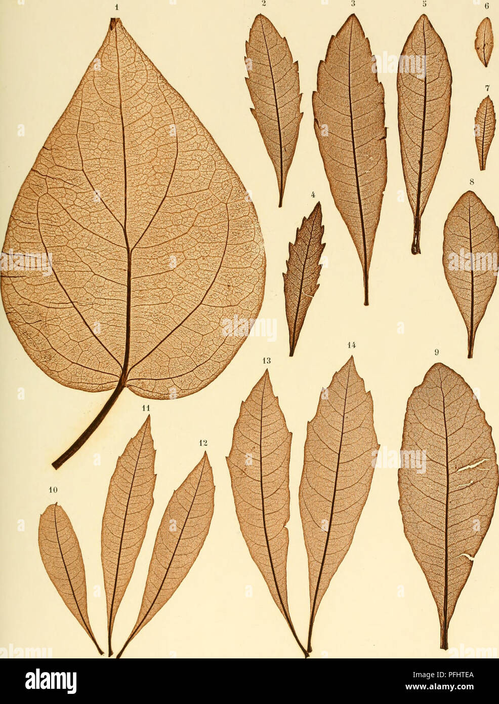 . Denkschriften der Kaiserlichen Akademie der Wissenschaften / Mathematisch-Naturwissenschaftliche Classe. La matematica e la scienza. !. V. Ettingshausen. Die Blattskelete der Apetalen. Taf. V.. Fig. 1. Macropijjer anacardium Miq. Fig. 4. Myrica sp. Am. bor. Fig. 6. Myricu sp. asiat. Fig. 2 u. 3. Myrica cerifei-alj. Fig. 5. 3Iyrica rubra S. et Z. Fig. 7. Myrica Gale h. Fig. 8 u. 9. Myrica Faja L. Fig. 10-14. Myrica caroliniana H. B. S. Denkschriften der matliem.-naturw. Cl. XV. Bd. 1858. yatUTsclIjsirtrurk aus der k. k. Hof- und Slaatsdrucker. Si prega di notare che queste immagini vengono estratte dalla scansione Foto Stock