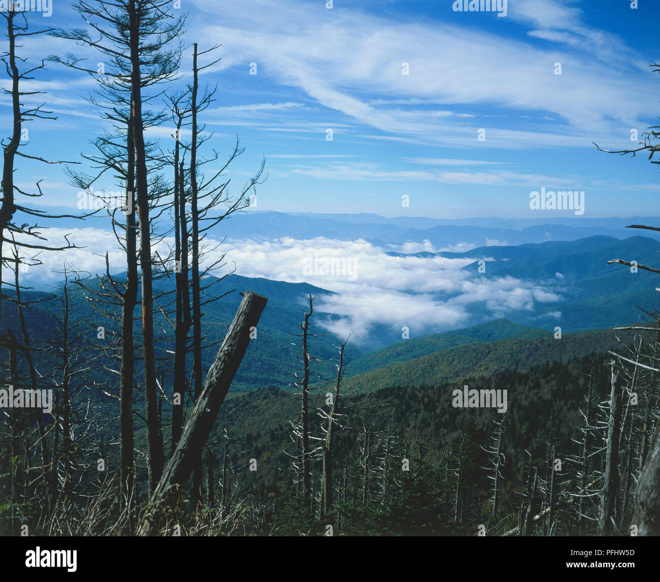 Stati Uniti d'America, Tennessee, Great Smoky Mountains National Park, vista panoramica di nuvole basse su picchi, vista frontale Foto Stock
