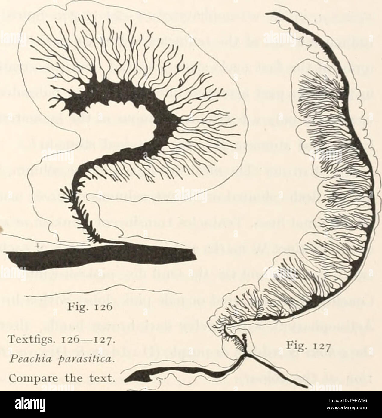 . Il danese Ingolf-Expedition. Spedizioni scientifiche; Oceano Artico. ACTINIARIA 99 {sp.) nelle diverse regioni di due campioni {a. campione dalla Nordre Stromfiord, b. campione prelevato dal digiuno). Essi differiscono notevolmente in dimensioni diverse da quelle di Peachia hastata bockii e. Le dimensioni del tappo- sules era come segue: colonna n. i tentacoli n. in spec, un 25-29 (34) x 3,5 4 ft 32-36 X 4 5 ^ in spec, b 25-29 x 3,5 29-39 x 4 (5) tentacoli sp. 19-26 X 2,5 fl 17-22 x 2,5 actinopharyns ". 35-41 X 4 5^ 29-41 (comunemente 36) x 5 nel campione a. le nematocisti erano tipici con invisibile parte basale per la Foto Stock