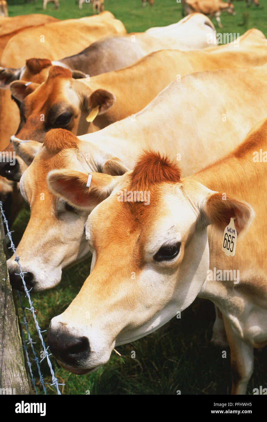 Fila di marrone vacche Jersey da recinzione campo ravvicinato Foto Stock