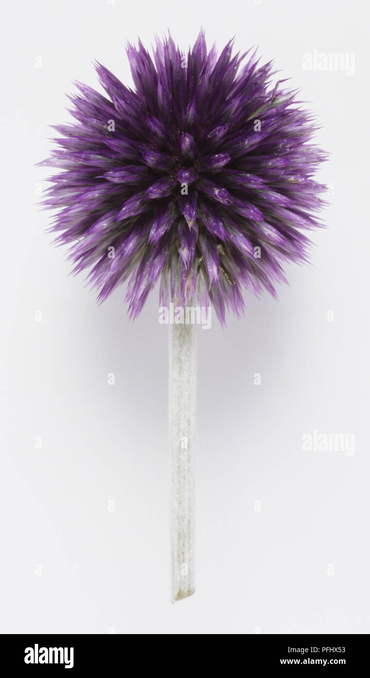 Allium sp., viola flowerhead, vista frontale. Foto Stock