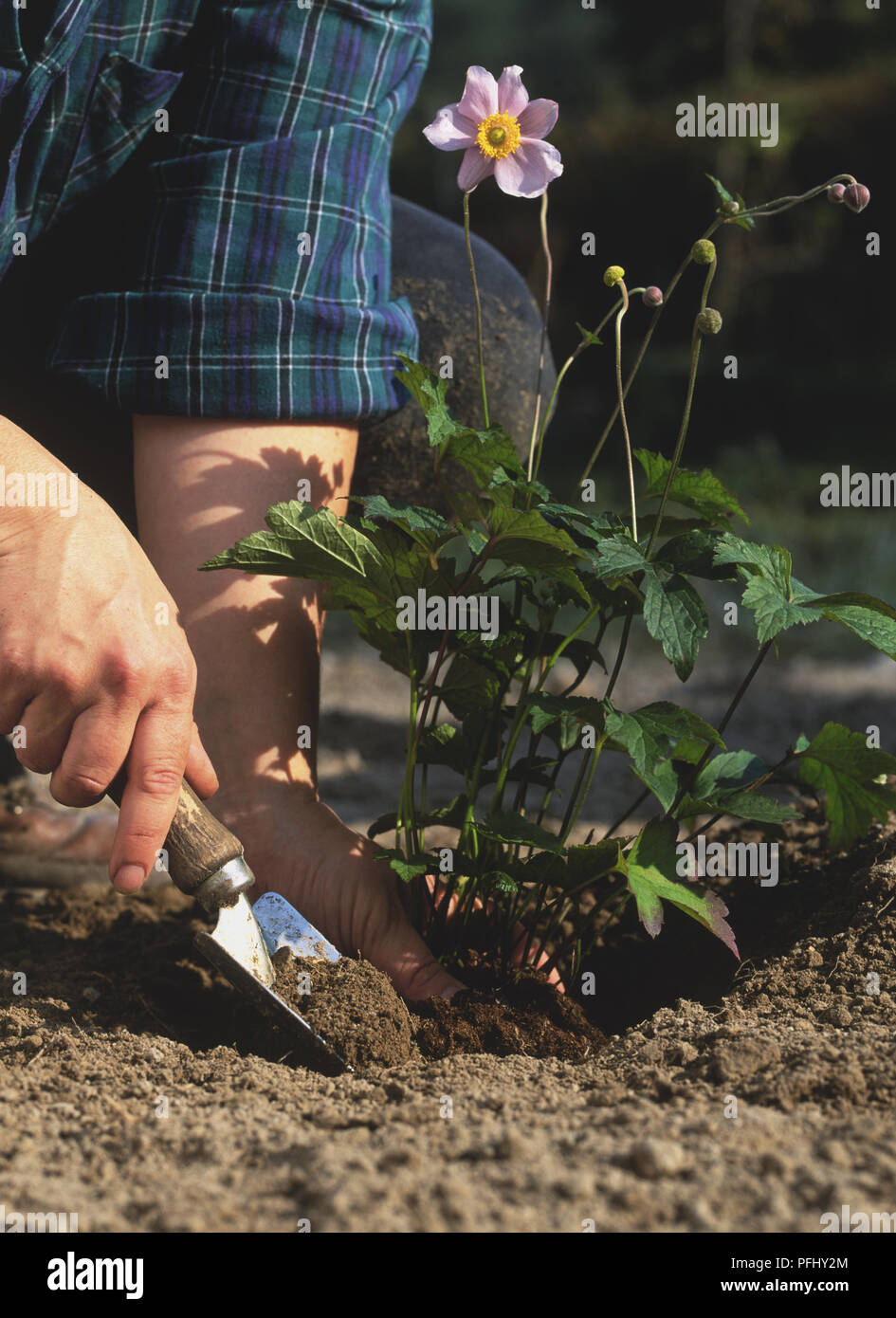 Usando una spatola per incorporare una pianta nel suolo Foto Stock