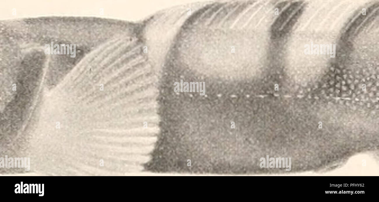 . Il danese Ingolf-Expedition. Spedizioni scientifiche; Oceano Artico. lA"CODIN.E. 77 Quanto scuro cross-strisce. La coda ha solo 5 dark Ijands. Nessuna delle bande mostrano come nella fase yonnger, qualsiasi sharp bonndaries sotto, come il colore gronnd ha qui diventano scuri, ma si distinguono chiaramente contro la ellov-colore bianco della schiena e pinna dorsale. La fascia per il collo è più fortemente svil- loped rispetto alla persona più giovane e si estende da gill-coperchio per gill-coperchio come una stretta banda di luce. Il numero di raggi in alette è tolerably in stretto accordo con il più giovane campione, cioè 94 in Foto Stock