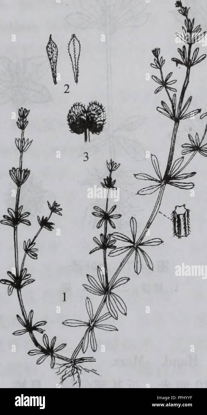 Uno studio botanico che documenta le specie di piante trovate nei Monti Dabie in Cina, descrivendo dettagliatamente le loro caratteristiche, la loro distribuzione e l'importanza ecologica. Foto Stock