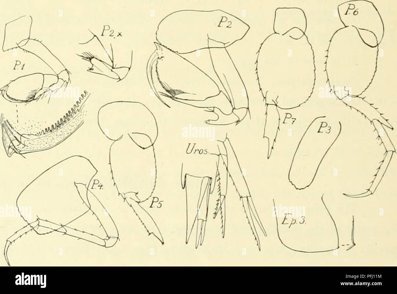 . Il danese Ingolf-spedizione. Animali marini -- regioni artiche; spedizioni scientifiche; regioni artiche. *IJ2. Hamatus Amphilochopsis n. sp. (Fig. 52â53). Ricorrenza. Questa nuova specie è stata presa dal "Ingolf" a 7 (3 stazioni). W. della Groenlandia: San 24: 63Â°o6' N, 56Â°oo' W. 2260 m. 2.4Â°. 5 spec. - 36: 6iÂ°5o' N, 56Â°2ì W. 2702 m. 1.50. 2 spec. ?W. di Islanda: San 10: 64°24' N, 28Â°5o'W. 1484 m. 3.50. 1 spec. ?S.W. di â - 78: 6oÂ°37' N, 27Â°52' O. 1505 m. 4.50. 1 spec. ?S. di - 54: 63Â°o8'N., ho5Â°4o'W. 1301m. 3.90. 1 spec. S. di Jan Mayen: San 116: 70Â°05' N, 8°26' O. A 700 m. 4-0. Foto Stock