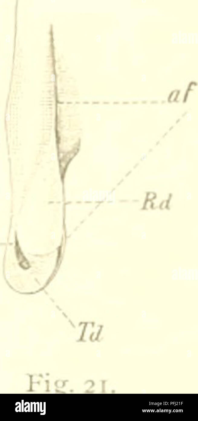 . Il danese Ingolf-spedizione. Animali marini -- regioni artiche; spedizioni scientifiche; regioni artiche. Sulle appendici GENITALES (CLASPERSi NEL SELACHIANS.. Narciiie sp. Il rijjlit appeiidaj^e dal lato dorsale. Dimensione naturale. / L'apertura della tasca mediale. Rd, Td parti scheletriche co- vered bv la pelle. L'esterno dell'appendi.x è cliiefly a.s nella Torprdn troviamo qui lo stesso marginale .sHts (e .tasche 1, ma quello mediale è con l'asola sagomata parte distale situato piuttosto sul lato dorsale e quello laterale è girato un po' -entrall-; accanto è di essere rem Foto Stock