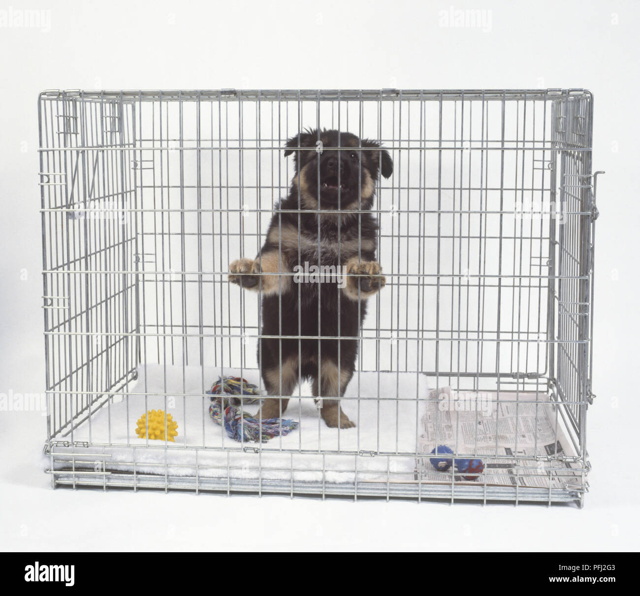 Pastore Tedesco Cucciolo (canis familiaris) in piedi sulle zampe posteriori in una gabbia di metallo, vista frontale Foto Stock
