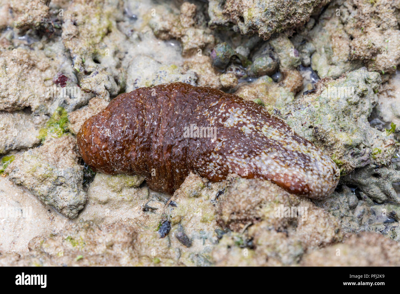 Bianco-rumped cetriolo marittimo (Actinopyga lecanora); Yomitan, Okinawa, in Giappone Foto Stock