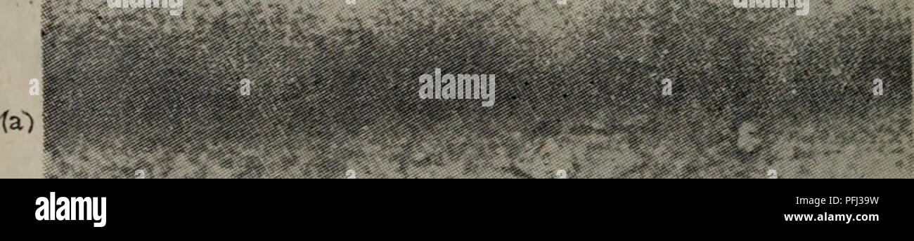 . Dan bai zhi de ning jiao dian yong Shi Jian fang fa. botanica. Å¦ä'å®ä¾å¯åè§Jurdç-çèµae[7ãã ç¨HumeråGreenwoodçae°¯èºTae³ã8]ä"¥MI25Iå°èç½è'¨ï¼çº¦O.lmg)ç¢åãç¢åçè ç½è'¨éè¿ä'ae¯é¢å ä"¥ä'Å"ae¾å°ae§çï¼"å·ç"ï¼å¾ ç ç©¶èç½è'¨é¥±åçSephadex G-25ae± (20cm x 2.2cm),ä"¥é Å¤"ae''ç¦"ç"5Iãç¨rae¾å°è®¡ae°å¨aeµéae'è±ae ·åä'-çae¾å°ae§ãae¶é ae¾å°ae§èç½è'¨ae ·åå¹¶è¶ ae"¤aeµç¼©ãè¥ae ·åä'-ae¾å°ae§ç¢ae è®°çèç½è'¨ae°éå¾å°ï¼å"ºè®®å °å®ä"¬ ä'ä'Å"ae¾å°ae§çè½½ä½èç½è'¨ç'ae··åãå°å¶åçµae³³å¹¶ä'aeä½ååºã ç"å¹²ç¥ãaeè²çå ç"çµae³³ae¿aeµ'äºº45åç¨ç-éae°Ç¨éçIlford K5ae 'ä¹³ae¶²ä'-ï¼ä"¥ä¾¿ae¶ ä'ae 'ä¹³ae¶²ãç¨Kodak D196ae¾å½±åae¾å½±ååºå®åï¼å°è½½ç"çå¹²ç¥å¹¶å¨4Â°Cä'äº Foto Stock