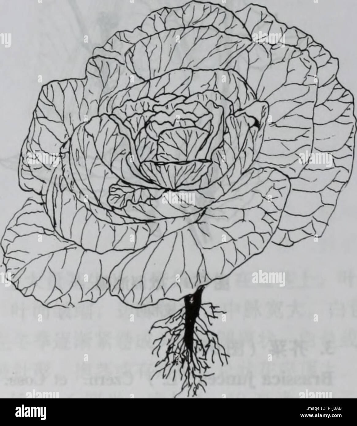. Da bie shan zhi wu zhi. botanica. Å -äº ã åå-è±ç§Cruciferae 473 åç§ae£ç"¢è¡¨ 1. Äºå¹'çèae¬ï¼å¶çåï¼èè'¨ï¼ç²èè²aeèç"¿è²ï¼è±å¤§ï¼ç'å¾1525ae¯"ç±³ï¼è¼çç"ç"ï¼è±ç£ç½è²è³aeµ é"è²ï¼ aeé¿çªã 2.è±åºå¨è±aeå"¶é¿ï¼é¡¶ç"¯ä'aeä¼ae¿ç¶ï¼è±ç£ç½è²aeae·¡é"è²ï¼é¿è¾¾2. 5åç±³ï¼å¹¼åºçå¶åå¿å¶ae ae¯ã 3.å¶ä'å±å±å è£¹aeçç¶ä½ï¼èé¡¶ç"¯aeä'ä'ªç±ae"è±ae¢ãè±ae¢åaeªåè²çè±è½å¯éaeçä¹³ç½è²èè'¨å¤'ç ä½¶la. È±ae¤°èB. oleracea var. botrytis 3.å¶å±å±å è£¹aeçç¶ä½ï¼èé¡¶ae ç½è²èè'¨å¤'ç ä½¶lb.çèB. oleracea var. capitate 2.è±åºå¨è±aeç-ï¼é¡¶ç"¯ç°çaeä¼ae¿ç¶ï¼è±è¾å°ï¼ç'å¾10  15ae¯"ç±³ï¼ae·¡é"è²ï¼å¹¼åºçå¶aeå¿å¶aeå°ae°åºae¯ 2.ae¬§ae'²ae²¹èB. napus 1. Ä'aeäºå¹'çèae¬ï¼å¶çèaeè¾åï¼ç"¿ Foto Stock