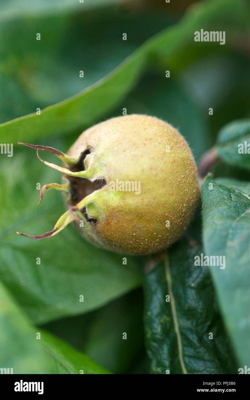 Pera cominciando a crescere Foto Stock
