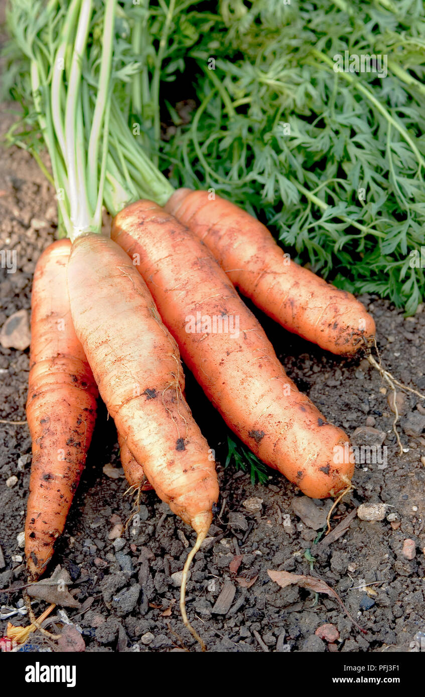 La carota " Bangor', quattro carote sul terreno Foto Stock