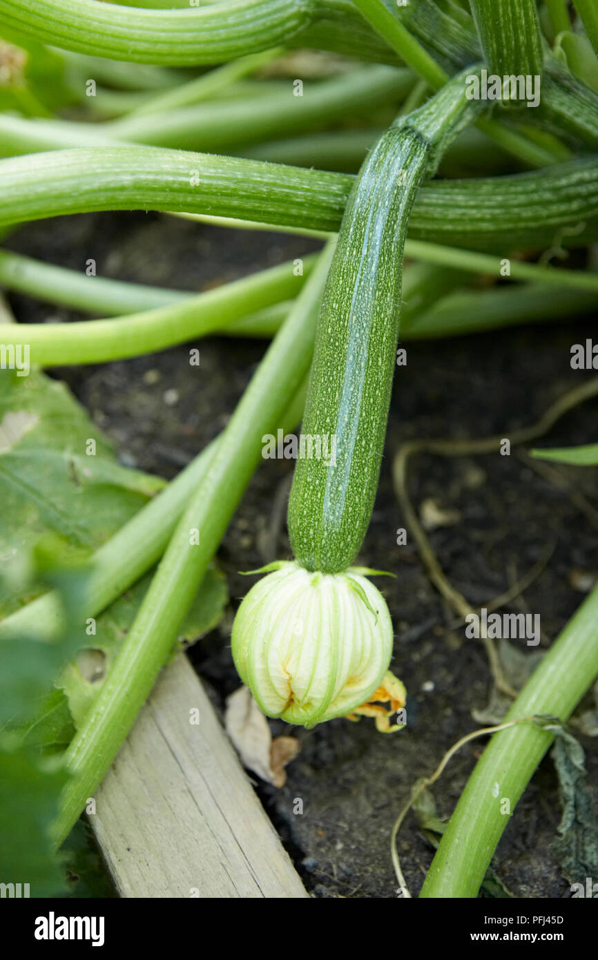 Zucchine frutta e fiori in testa su impianto Foto Stock