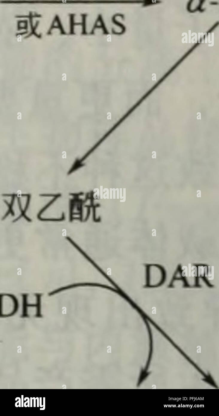 . La dai xie gong cheng. botanica. Ä'é ®é ' + ä'é ' åä'iHé ' AHA aä¹é °-o-é ' å¼å£³ae°¨é ' ALS. a-ä¹é °ä¹³é ' ç¹ae°¨é ' NAD+ AR Â"-ALDC NADH -ç"åºä'é ,NADH ãNAD+ 2,3-ä'äºé äº®ae°¨é ' å¾ ALSä6.19"AHASSIçae¯è¾ä"¥åå®ä"¬å¨ae¯é¾ae°£åºé 'åaeä'ä'äºéå½¢aeä'-çä½ç¨ ç¼©åï¼ALSâä¹éä¹³é 'åé ¶ï¼AHASâä¹é °ç¾é 'åaeéï¼a-ALDCâa-ä¹é °ä¹³é 'è±ç¾§éï¼ ARâ3-ç"åºä'å ©è¿åè§£ ï¼ae2ï¼ 3-ä'äºéè±ae°¢èï¼ï¼DARâåä¹é 'è¿åè¤ B. subtilisä'-ç¼ç ä¹é °ä¹³é 'åèçcz/sSåºå å¨Â£. coliä'-è¢"aeåè¡¨è¾¾ï¼Aristidouetal, 1994a, b)ãè¿ä'ªèä½ç¨äºä'é ®é "åae¯ç¹ï¼ä½¿è¿éçç¢³ééç¦"å¼ä¹é 'åae¯éå¾ae¹åçaeéaeå¶ae§å¯äº§ç© ä¹é °ä¹³é 'ãaeå¾å·¥ç¨èae ªçè¡¨å¾è¯'aeå³ä½¿å¨å¯è¡èç³å¹å "åº Foto Stock