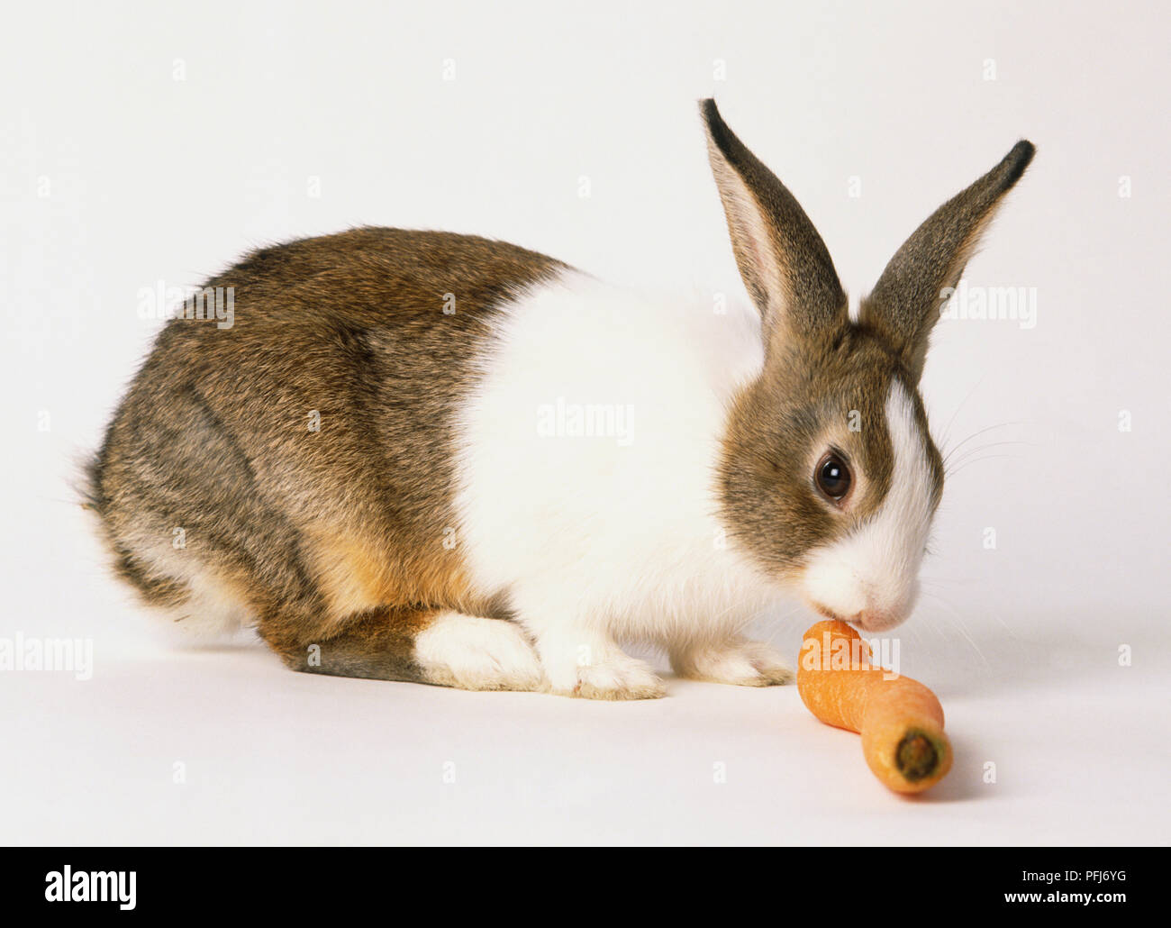 Marrone e bianco di roditura di coniglio su carota, vista laterale. Foto Stock