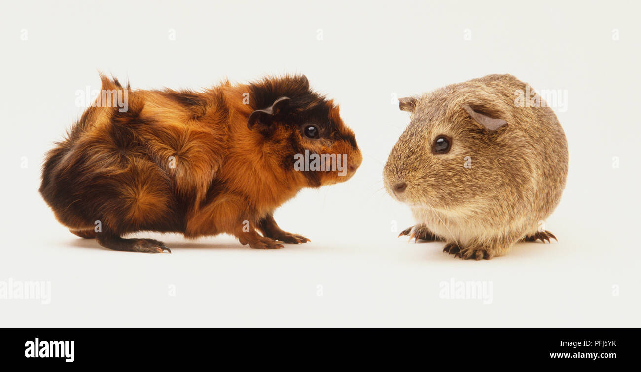 Rosette cavia, vista laterale, punteggiati dai capelli corti cavia, vista frontale. Foto Stock