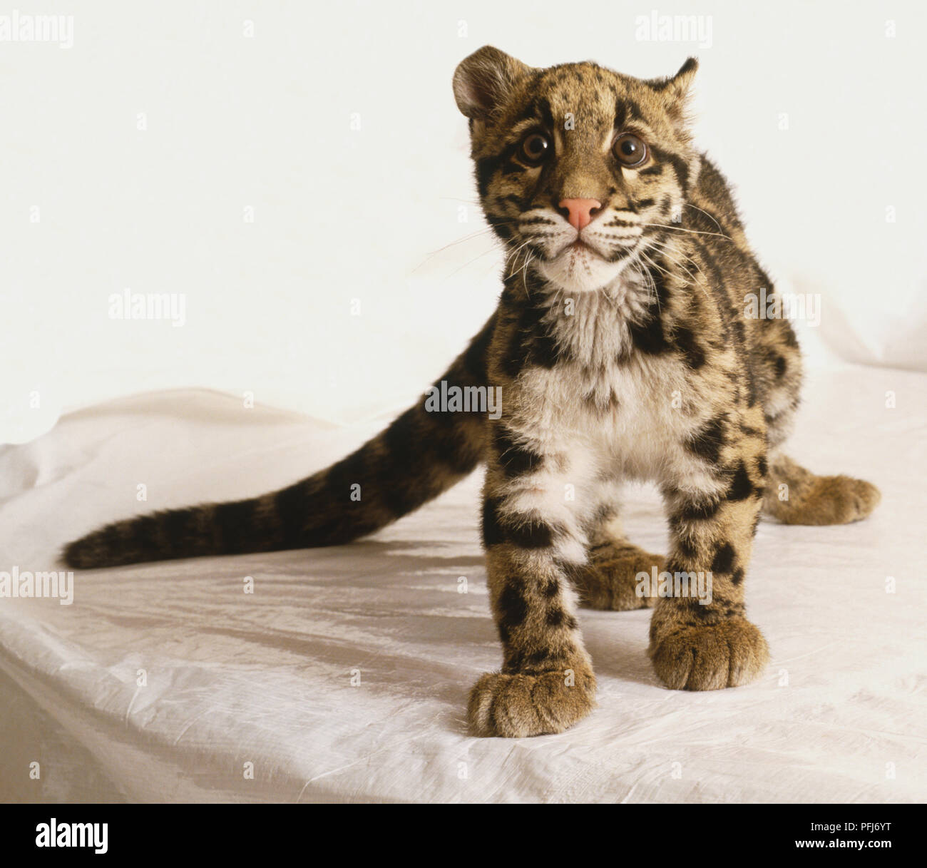 Il leopardo nuvola, Neofelis nebulosa, leopard cub standing, vista frontale. Foto Stock