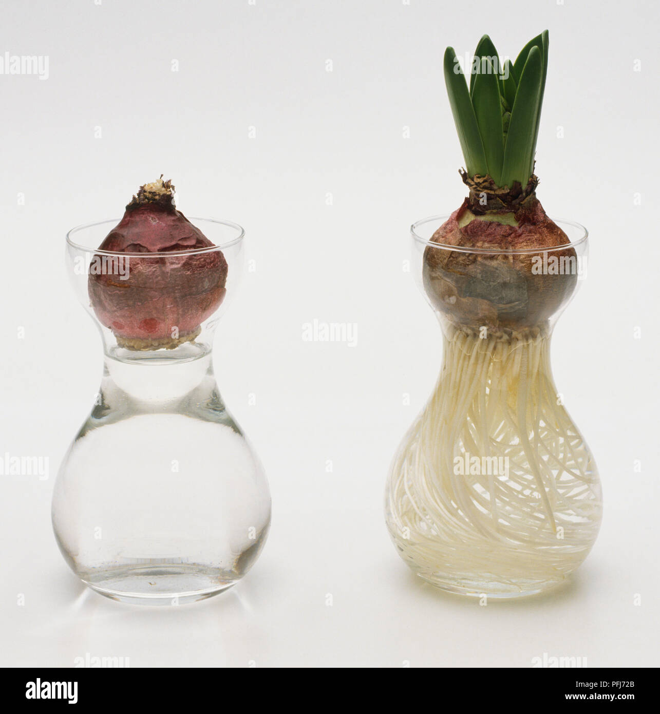 Hyacinthus, due Bulbi di giacinto seduto su vasi in vetro pieno di acqua e uno di loro crescono i germogli e le radici. Foto Stock