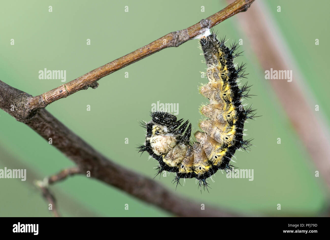 Caterpillar di piccola tartaruga (Aglais urticae), una farfalla della famiglia Nymphalidae, pronto a pupate, Svizzera Foto Stock