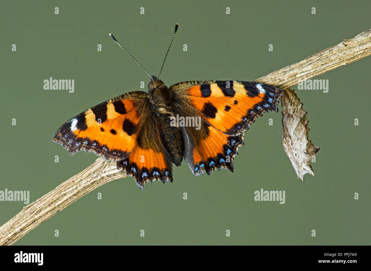 Appena schiuse piccola tartaruga (Aglais urticae), una farfalla della famiglia Nymphalidae, vicino alla sua esuvia, Svizzera Foto Stock