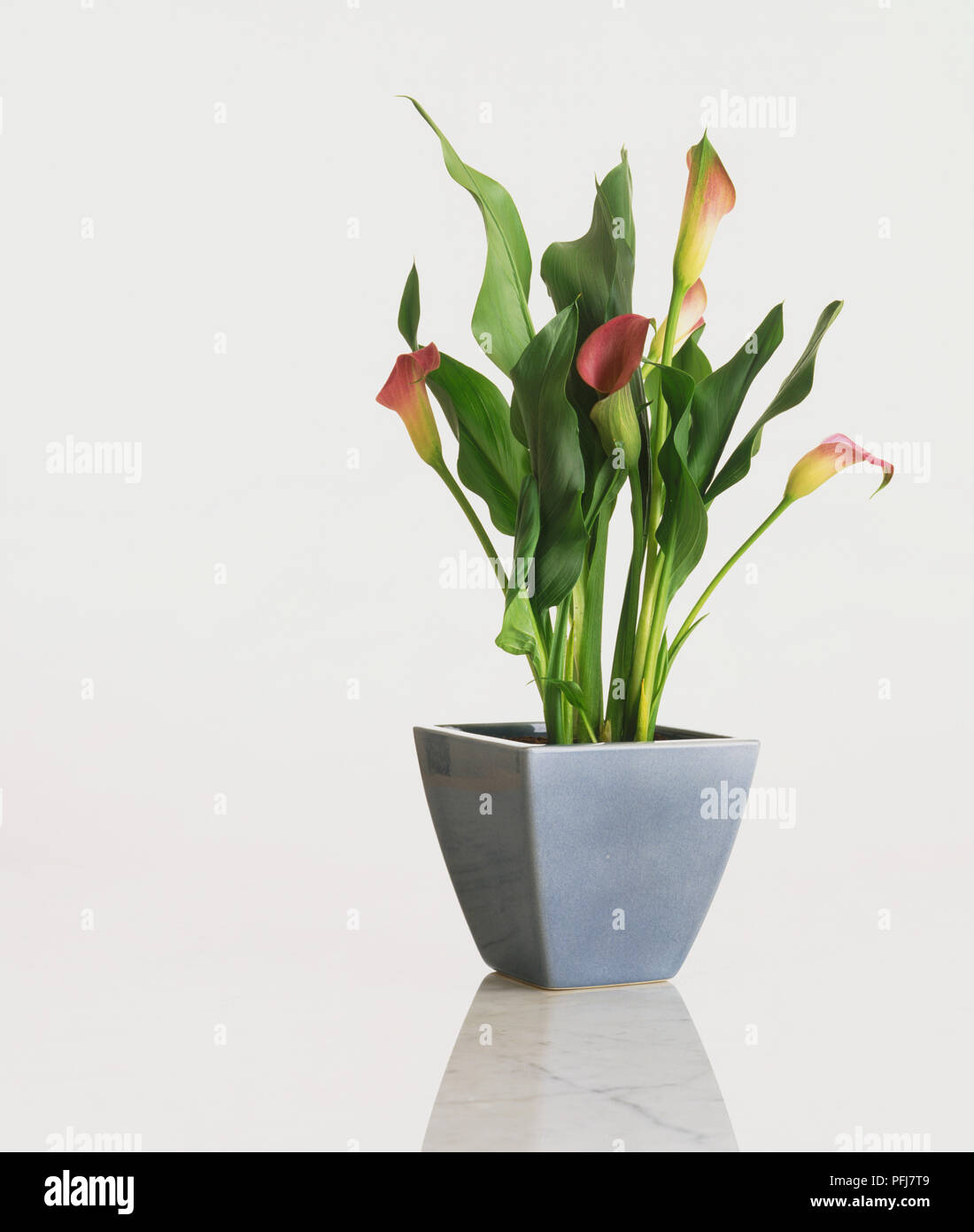 Arum Lily (Zantedeschia), con pianta a forma di tromba, rosso fiori di colore giallo e verde chiaro i gambi e lunga, curling, foglie di colore verde scuro, in pentola blu Foto Stock